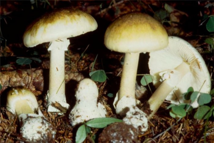 世界十大致命毒蘑菇，死亡帽排在第一