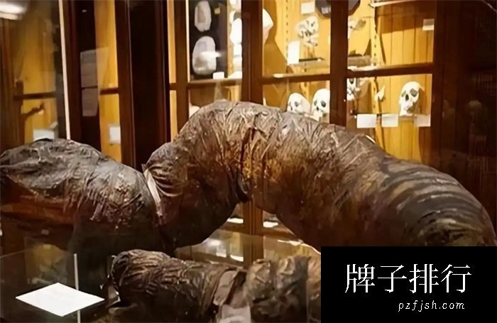 世界上最长的粪便 被博物馆拿去展览（最长粪便）