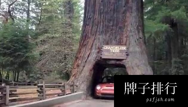 美国红杉树隧道，树上切出的有人情味的隧道(3)