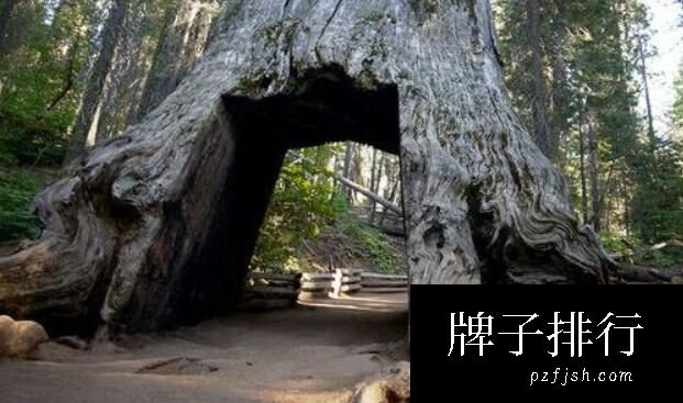 美国红杉树隧道，树上切出的有人情味的隧道(4)