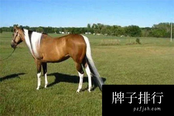 世界上尾巴最长的马，长度达3.81米