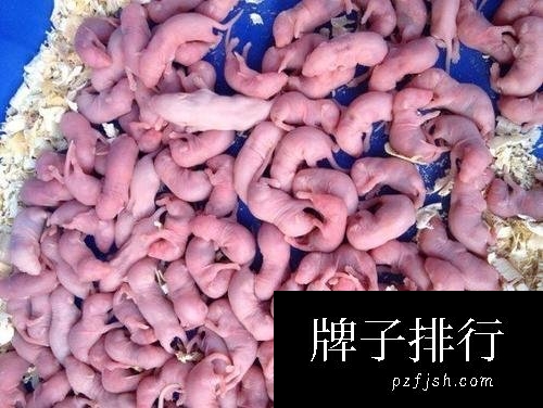 中国十大禁菜之三吱儿，生吃活老鼠幼崽(容易感染病毒)
