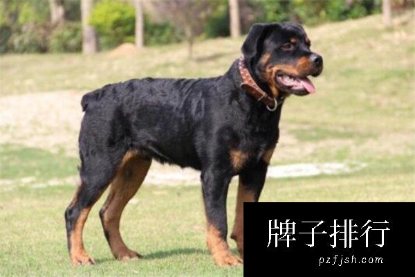 世界十大最凶猛的军犬 中国昆明犬上榜，个个凶猛无比